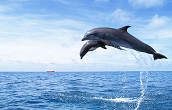 Water Sports in Tarkarli | Water Sports in Malvan - Dolphin Point