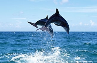 Water Sports in Tarkarli | Water Sports in Malvan - Tarkarli Dolphins